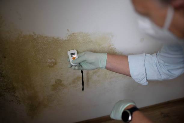 Best Mold Remediation for Specific Building Types in Akron, NY