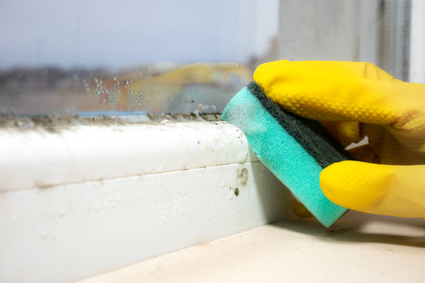 Mold Remediation for Specific Building Types