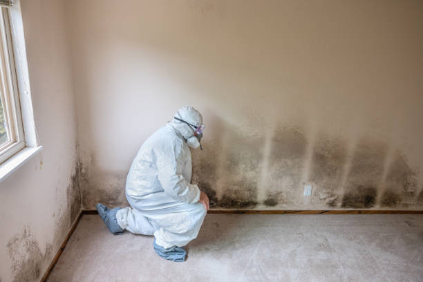 Best Commercial Mold Remediation in Akron, NY